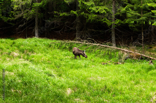 Young moose (Alces alces) in summer forest