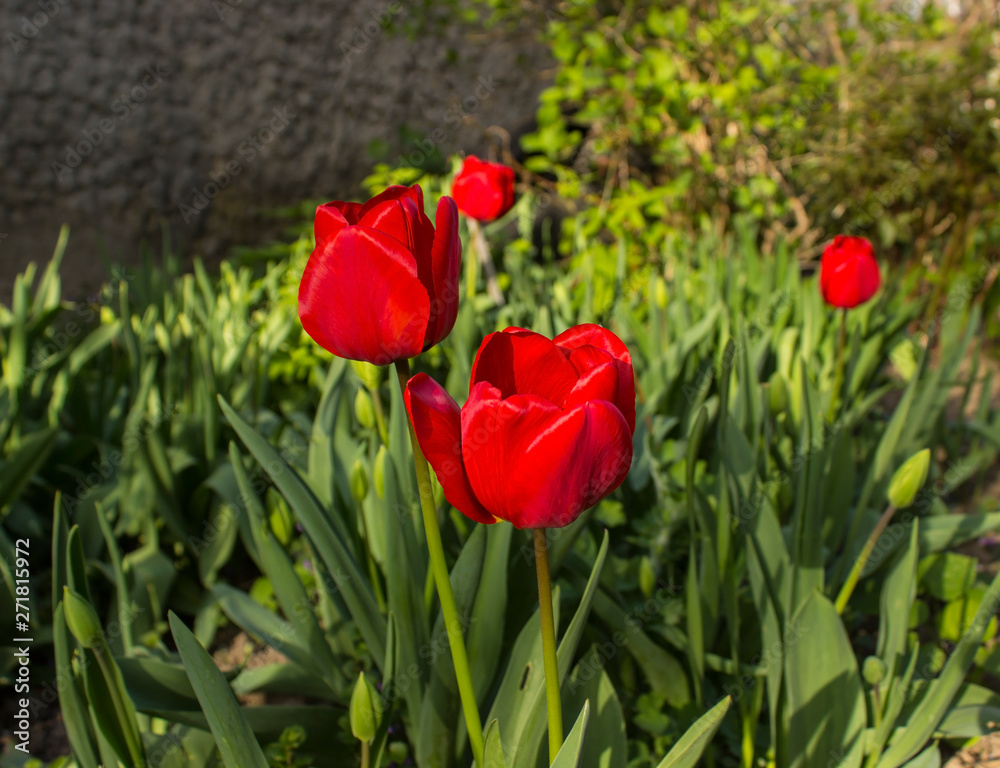 field of red tulips field of red tulips