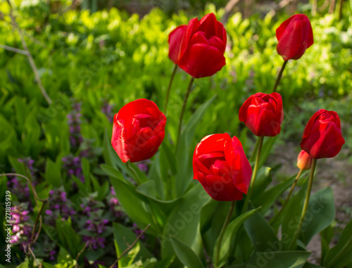 red tulips in the garden