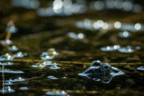 A water frog resting in a small pond on a sunny day