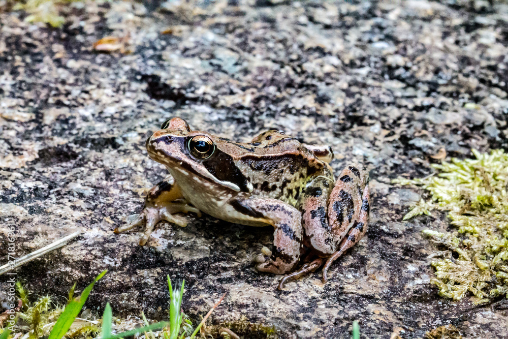 Fototapeta premium frog