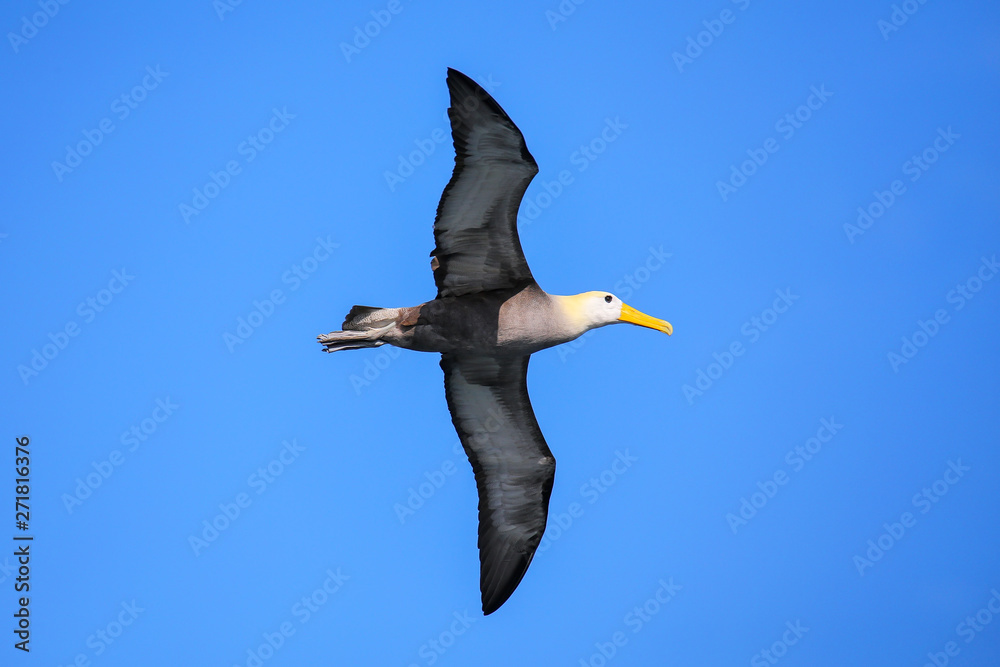 Waved albatross in flight on Espanola Island, Galapagos National park, Ecuador Waved albatross in flight on Espanola Island, Galapagos National park, Ecuador