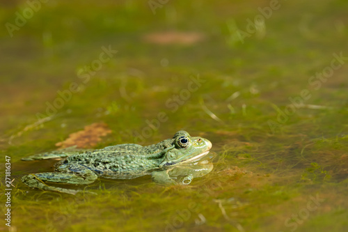 A water frog resting in a small pond on a sunny day