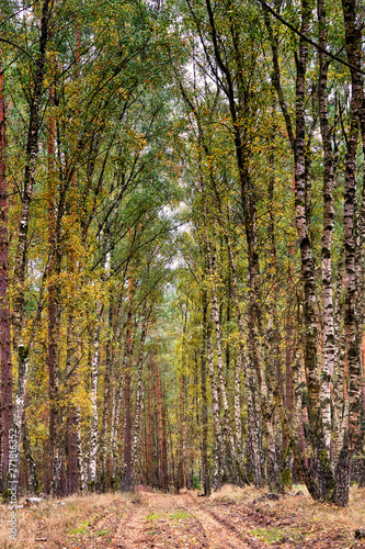 View of a path in the birch forest.