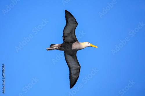 Photography Waved albatross in flight on Espanola Island, Galapagos National park, Ecuador