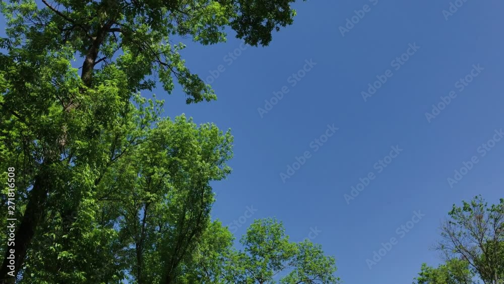 Green leaves and branches of a tree in the sun. Green leaves and branches of a tree in the sun.