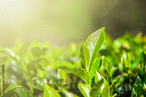 Tea leaves at a plantation in the beams of sunlight. Sri Lanka.