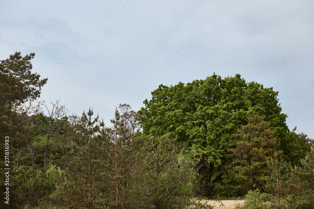 view of big green tree in forest view of big green tree in forest