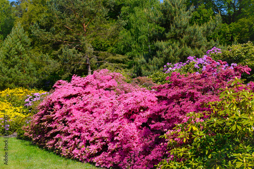 Rhododendron in verschiedenen Farben und unterschiedlichen Sorten photo