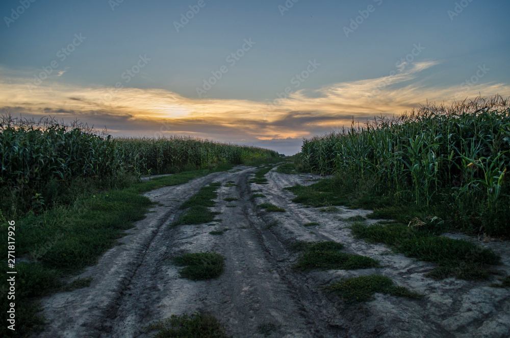 The old country road in the middle of a corn field in the the sunset light. Summer, landscape, Ukraine.