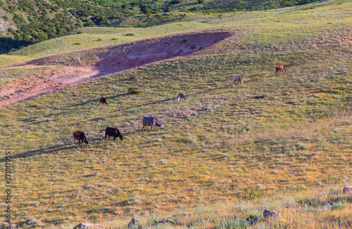 Grazing cows on a plain in ...