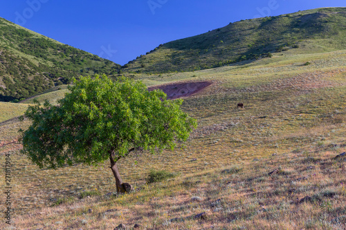 Green tree and grazing cow ...