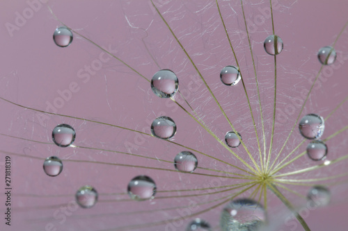 Beautifuldew drops on a dandelion flower on a purple background .romantic dreams concept photo