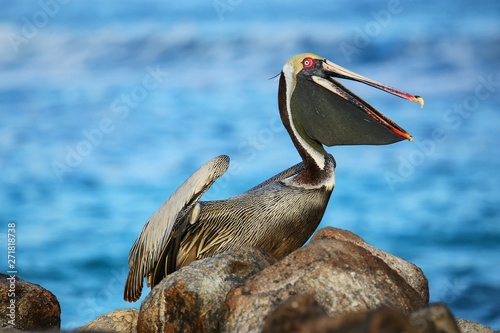 Brown pelican on Espanola Island, Galapagos National park, Ecuador
