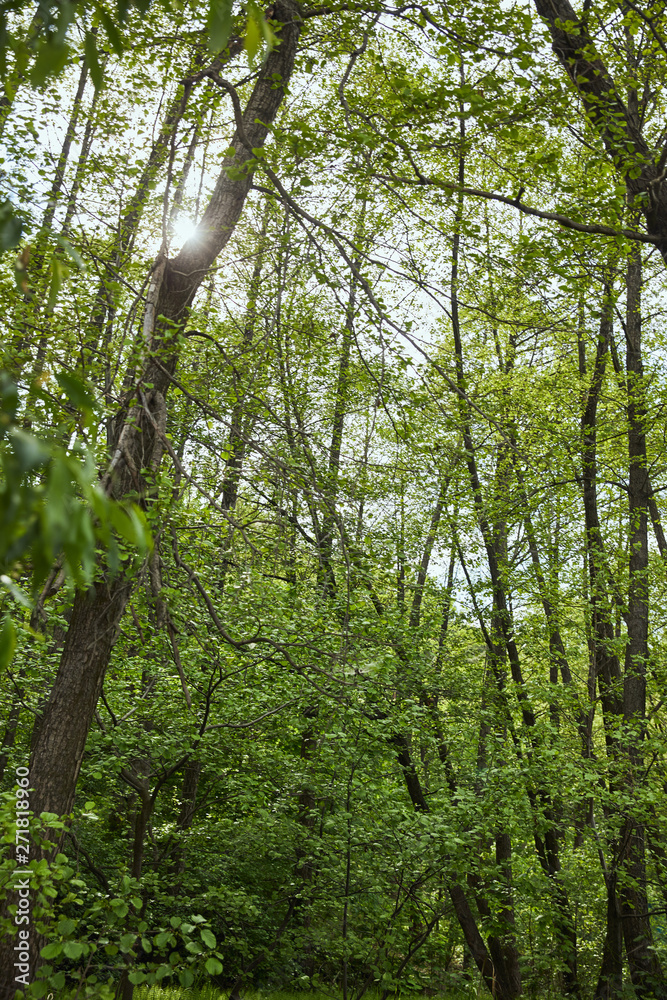Fototapeta premium Low angle view of green forest with leaves trees