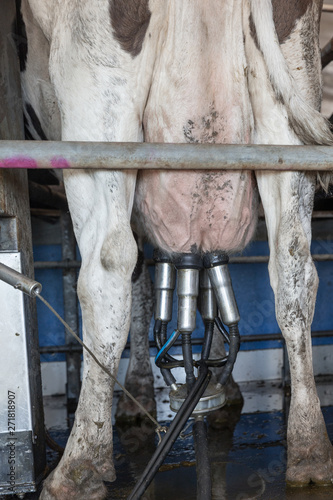 Milk cows of the Holstein Friesian breed to be milked by machine.
