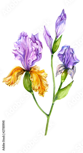 Fototapeta Naklejka Na Ścianę i Meble -  Beautiful purple and yellow iris flower isolated on white background. Watercolor painting.  Can be used for greeting cards, cloth printing, fabric.