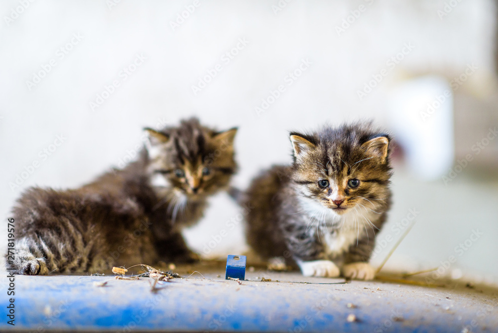 Little wild gray kitten outdoors. Little wild gray kitten outdoors.