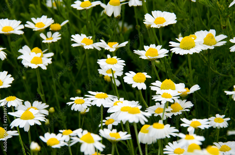 Fototapeta premium Medicinal herbs: White field daisy with green leaves grows in the open air
