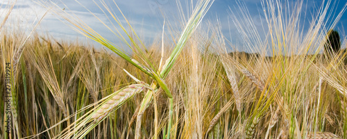 Wheat field and blue sky