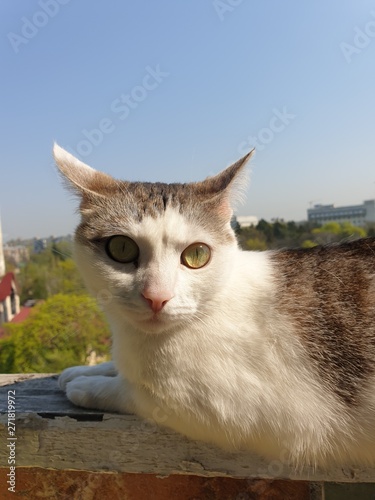 Cat at the balcony © Marina