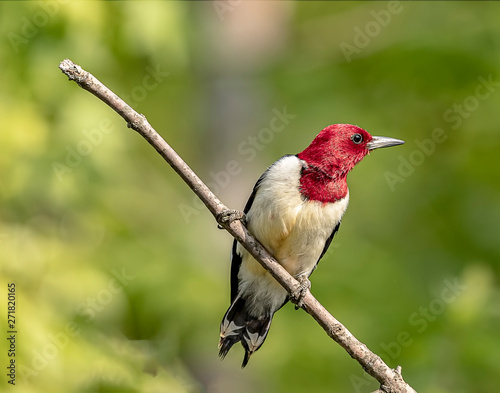 A red-headed woodpecker perched on a tree branch. 