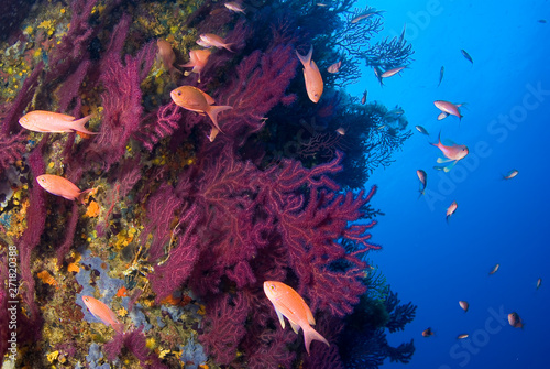 Mediterranean gorgonians and Anthias anthias fish. Medes Islands. Costa Brava.