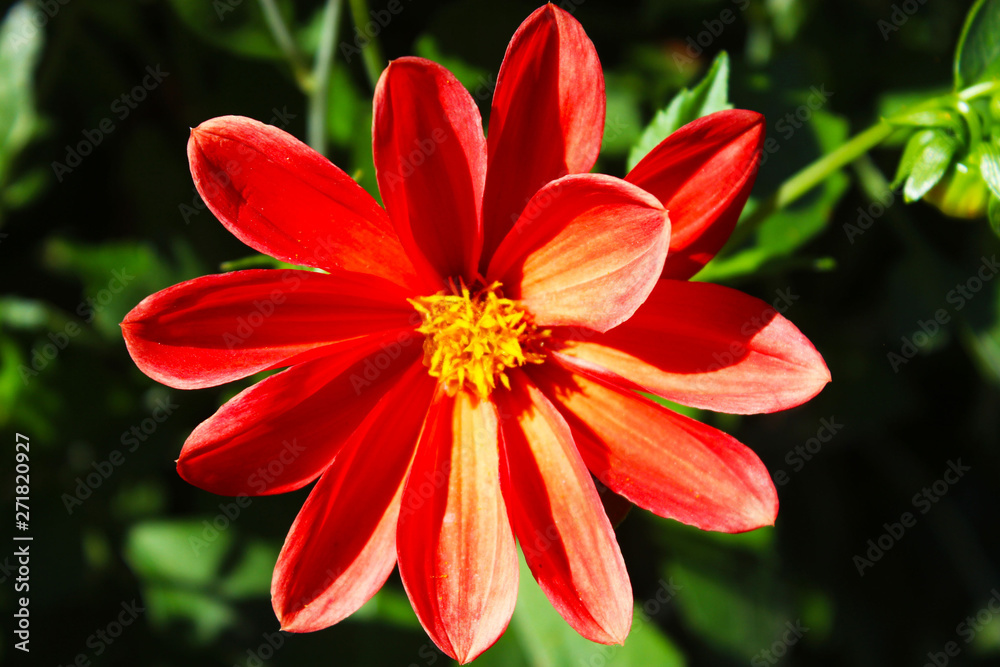 flower flower