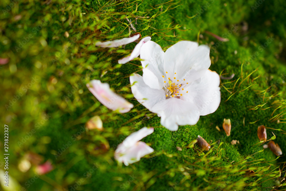 Obraz premium Japan sakura