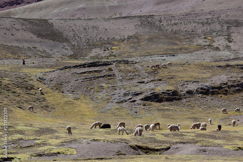 Alpacas grazing near Mount Ausangate