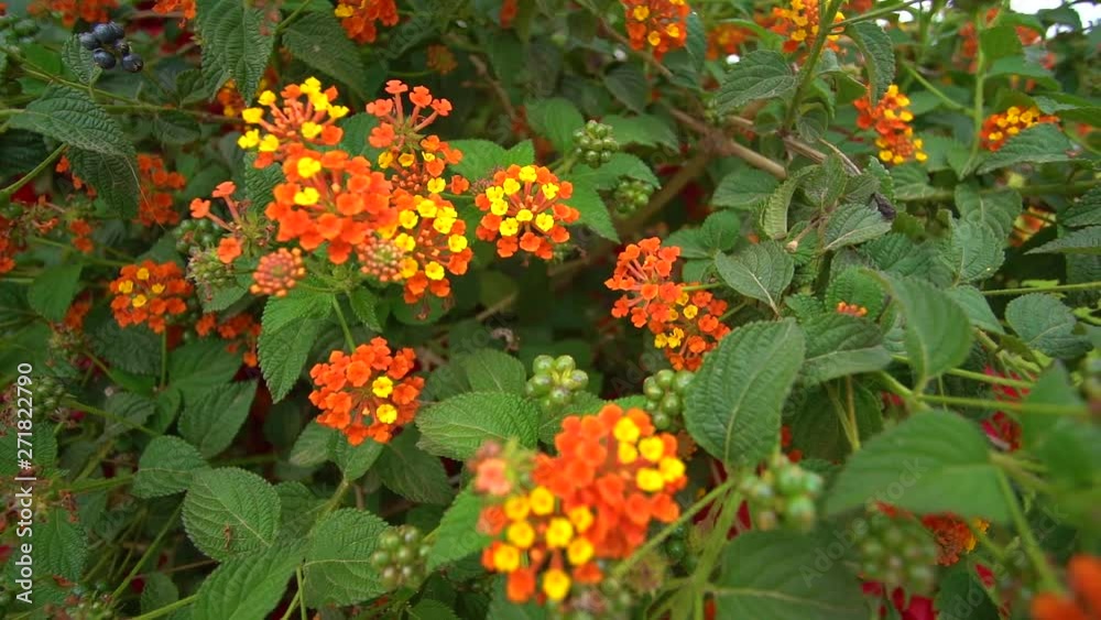 Closeup view of beautiful colorful blooming with cute orange flowers bush growing outdoors in summer city street. Slow motion full hd video footage. Closeup view of beautiful colorful blooming with cute orange flowers bush growing outdoors in summer city street. Slow motion full hd video footage.