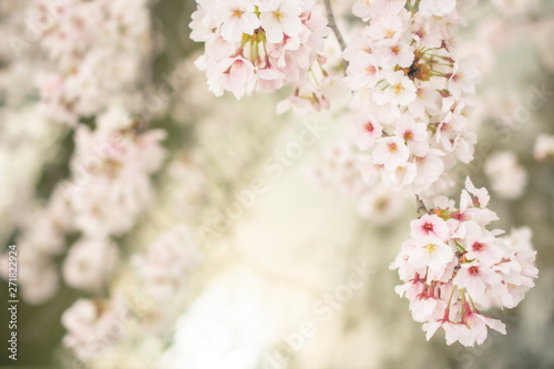 Sakura Japan
