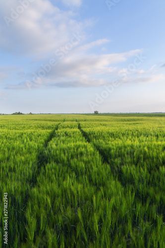 Beautiful green wheat field