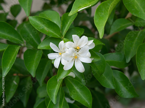 Orange jasmine or Andaman Satinwood ,Chanese box tree,Cosmetic bark tree