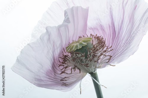 Canvas Print opium poppy