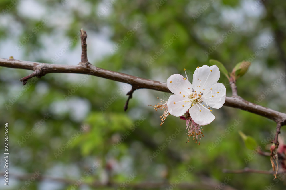 cherry flower white large flowering spring tree sakura for design background cherry flower white large flowering spring tree sakura for design background