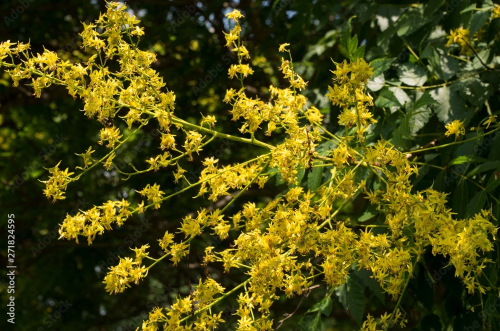 Fototapeta premium Yellows-1