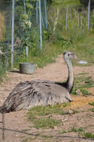 An African ostrich in the zoo, Sardinia
