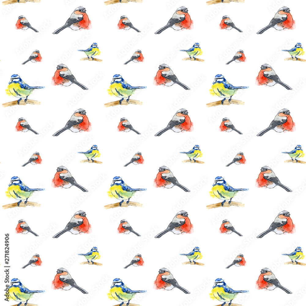 Obraz Bullfinch bird on a white background.