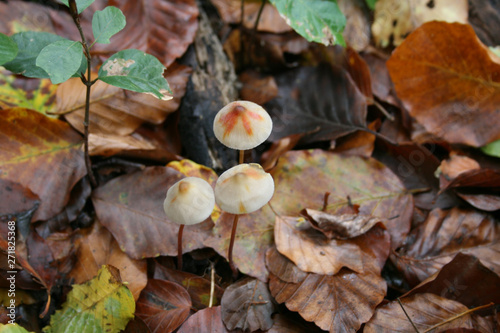 mushroom in autumn