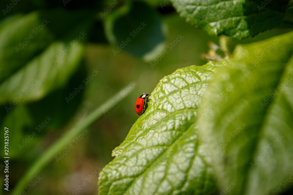 ladybug is a little traveler in the big world ladybug is a little traveler in the big world