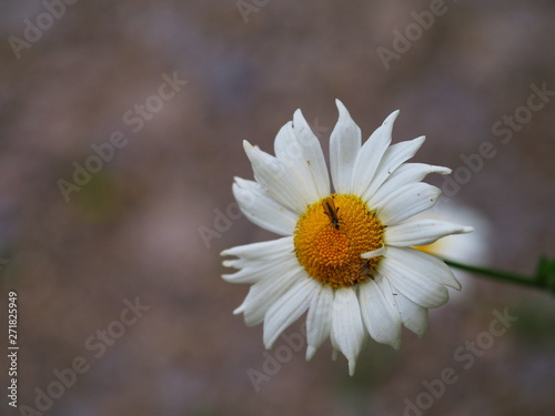 Margerite mit einer Fliege.