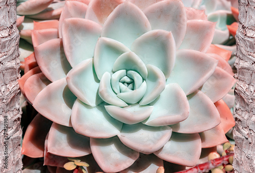 closeup  beautiful colorful  flower of succulent cactus, echeveria photo