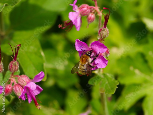Biene auf rosa Blume und grünen Blättern im Hintergrund.