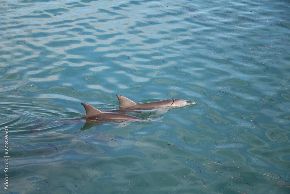 Fototapeta premium Bottlenose dolphin at Monkey Mia, Western Australia