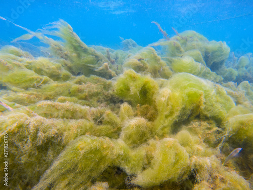 Fotografie, Obraz Green seaweed on tropical sea shore underwater photo