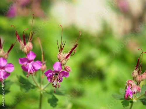 Biene auf einer pinken Blume. Rosa Blüten mit Bienen.