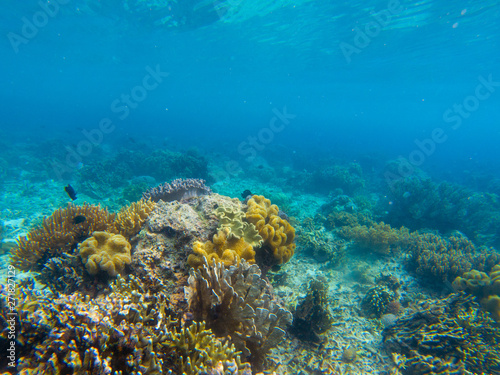 Underwater landscape with tropical fish and coral reef. Vibrant coral on sea bottom. Marine animal in wild nature.