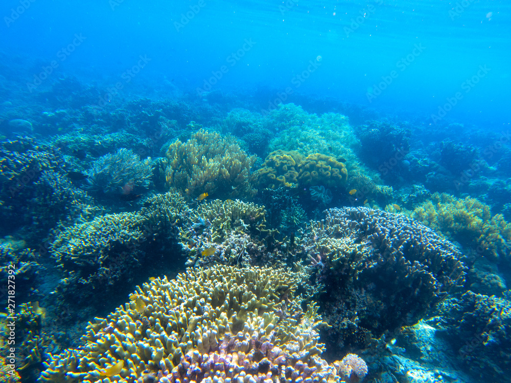 Underwater landscape with tropical fish and coral reef. Coral garden in blue seawater. Marine animal in wild nature Underwater landscape with tropical fish and coral reef. Coral garden in blue seawater. Marine animal in wild nature