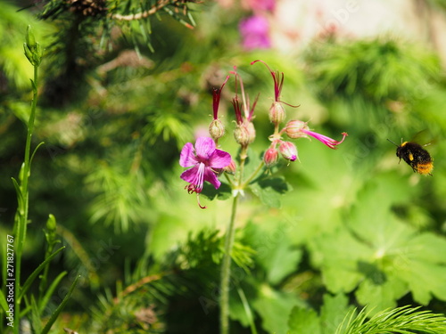Hummel und rosa Blüten. Pinke Blumen mit grünem Hintergrund.